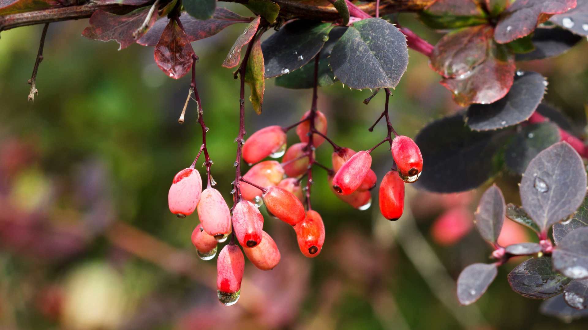 Berberine: effects, dosage & side effects MOLEQLAR Berberine: effects, dosage & side effects MOLEQLAR