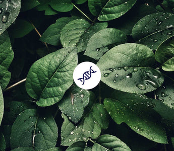 1. Hallmark of Aging: Genomische Instabilität