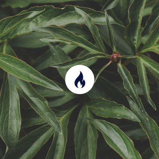 Blätter mit Feuer Symbol 