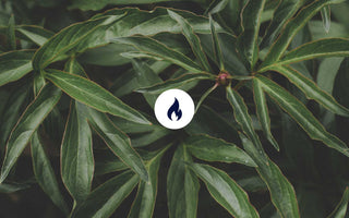 Blätter mit Feuer Symbol 