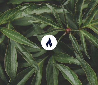 Blätter mit Feuer Symbol 