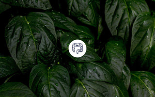 11. Hallmark of Aging: Dysbiose