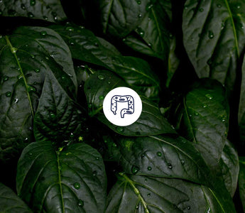 11. Hallmark of Aging: Dysbiose