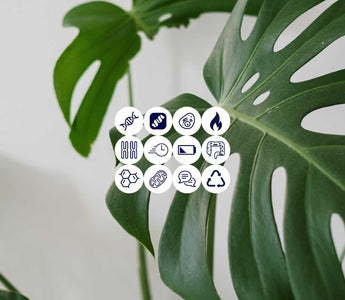 großes grünen Blatt, kleine symbole in Kreisen, die die Hallmarks of Aging verköpern