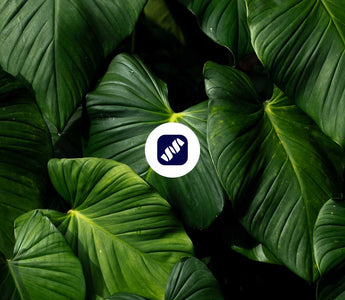 4. Hallmark of Aging: Verlust der Proteostase