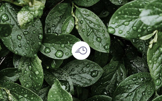 5. Hallmark of Aging: Deregulierte Nährstoffmessung