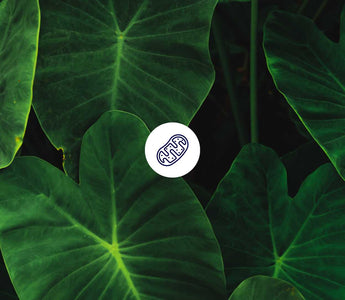 6. Hallmark of Aging: Mitochondriale Dysfunktion & Mitohormesis