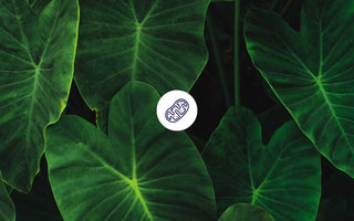 6. Hallmark of Aging: Mitochondriale Dysfunktion & Mitohormesis