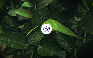 Blätter mit Regentropfen