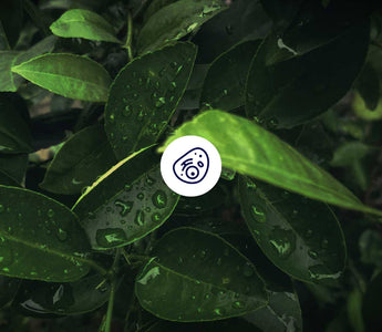 7. Hallmark of Aging: Zelluläre Seneszenz