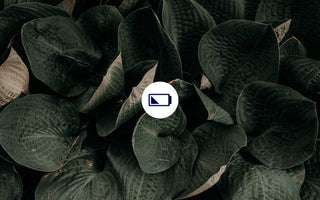 8. Hallmark of Aging: Stammzellerschöpfung