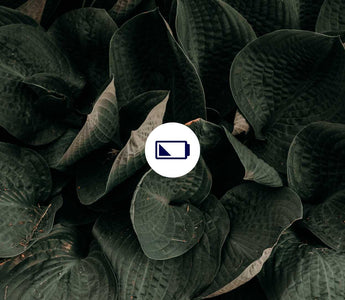 8. Hallmark of Aging: Stammzellerschöpfung