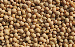 Sojabohnen