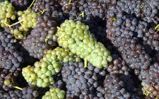 Weintrauben als natürliche Quelle von Polyphenolen