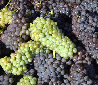 Weintrauben als natürliche Quelle von Polyphenolen