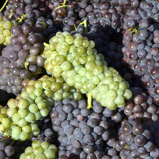 Weintrauben als natürliche Quelle von Polyphenolen