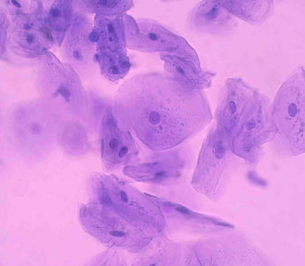 menschliche Zellen unter dem Mikroskop