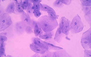 menschliche Zellen unter dem Mikroskop