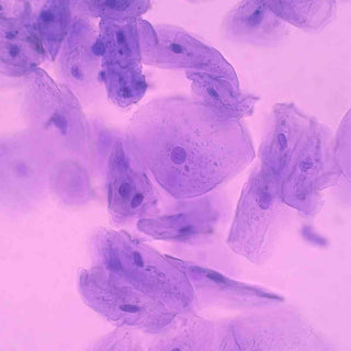 menschliche Zellen unter dem Mikroskop