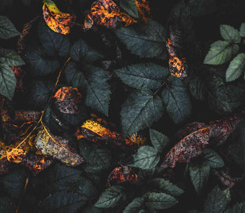 Hormesis: Der gesundheitsfördernde Stress – Was uns nicht umbringt, macht uns stärker