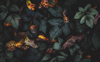 Hormesis: Der gesundheitsfördernde Stress – Was uns nicht umbringt, macht uns stärker