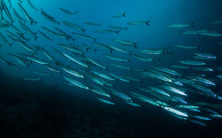 Fischschwarm
