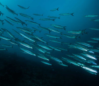 Fischschwarm