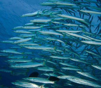 Fischschwarm im Meer