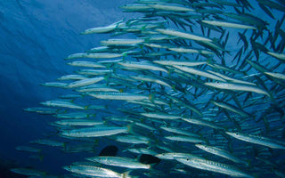 Fischschwarm im Meer