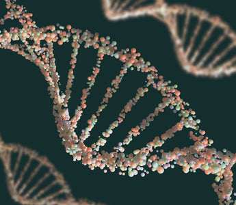 DNA Doppelhelix