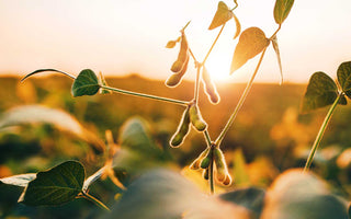 Spermidin-reiche Ernährung hält den Menschen länger jung