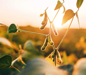 Spermidin-reiche Ernährung hält den Menschen länger jung