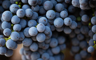 Weintrauben mit Resveratrol