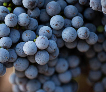 Weintrauben mit Resveratrol